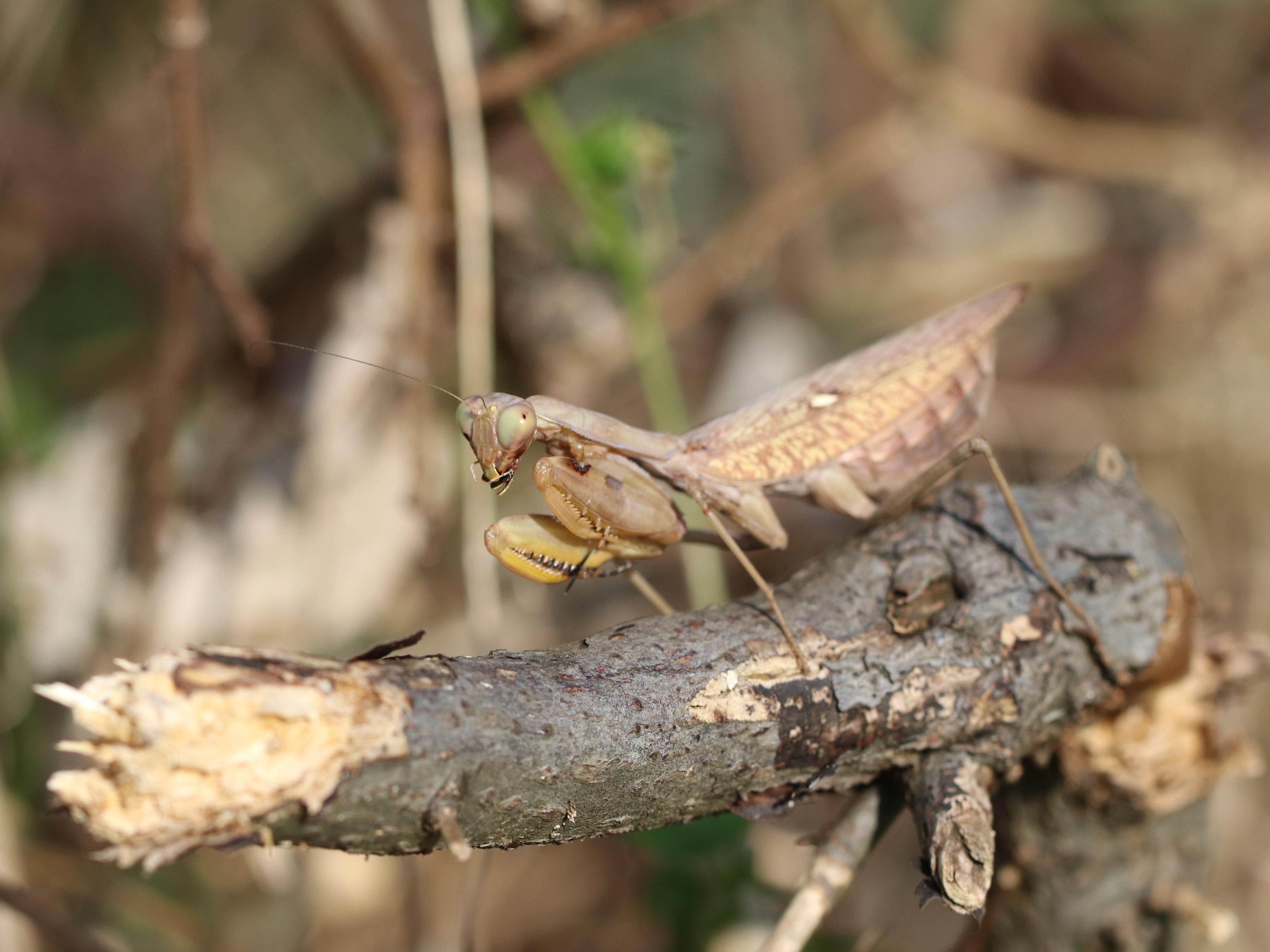 ハラビロカマキリ5